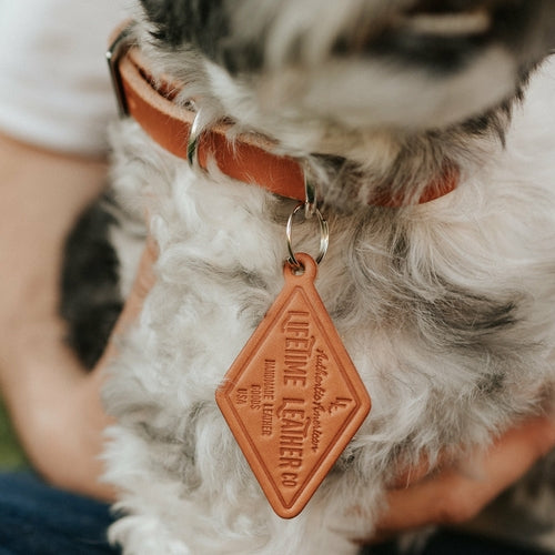 Chrome hardware dog collar