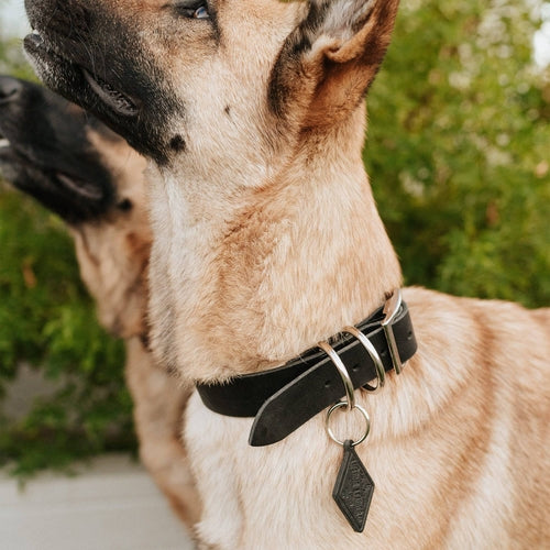Full-grain leather collar