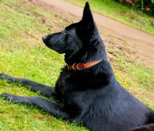 Genuine leather dog collar