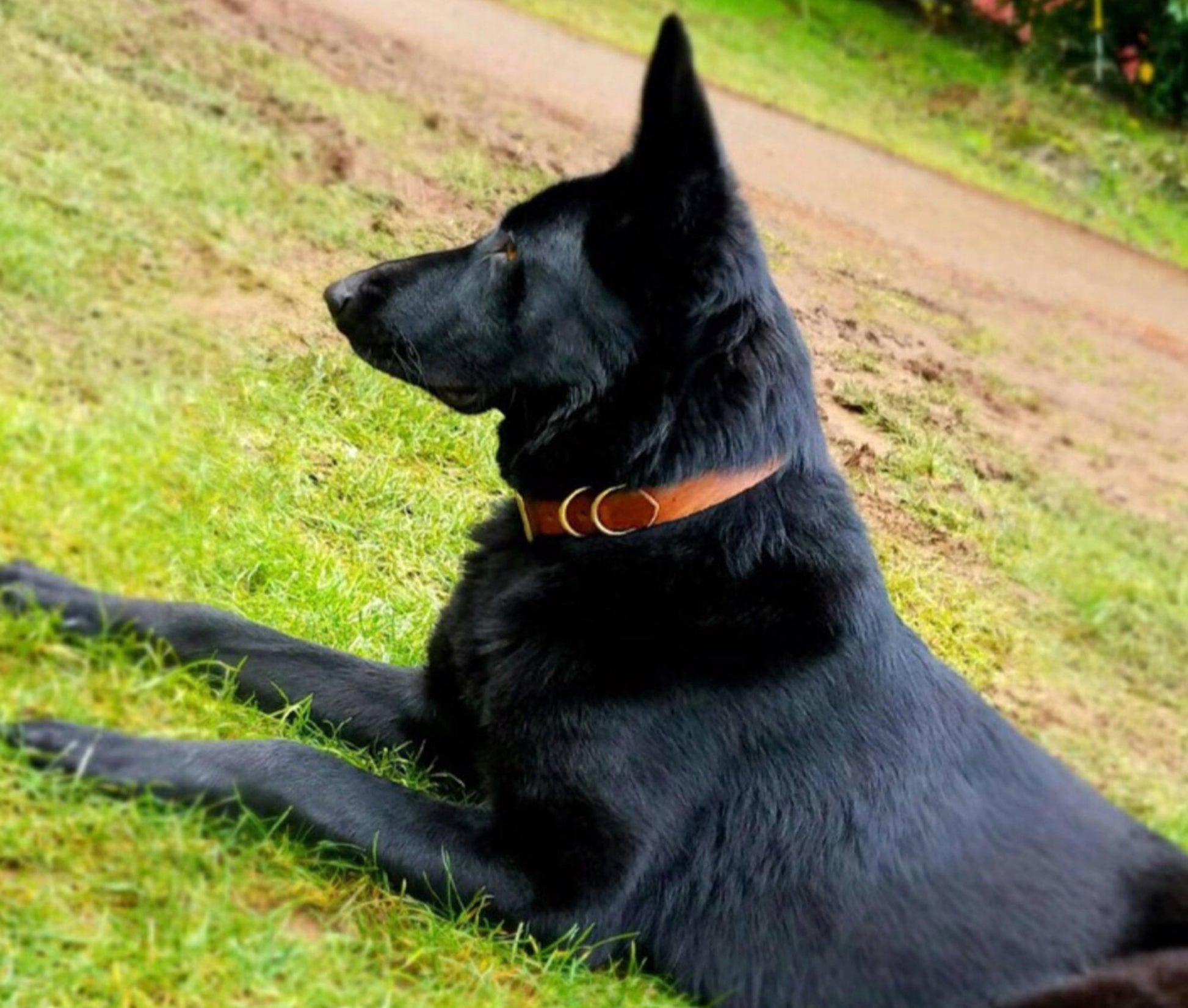 Genuine leather dog collar