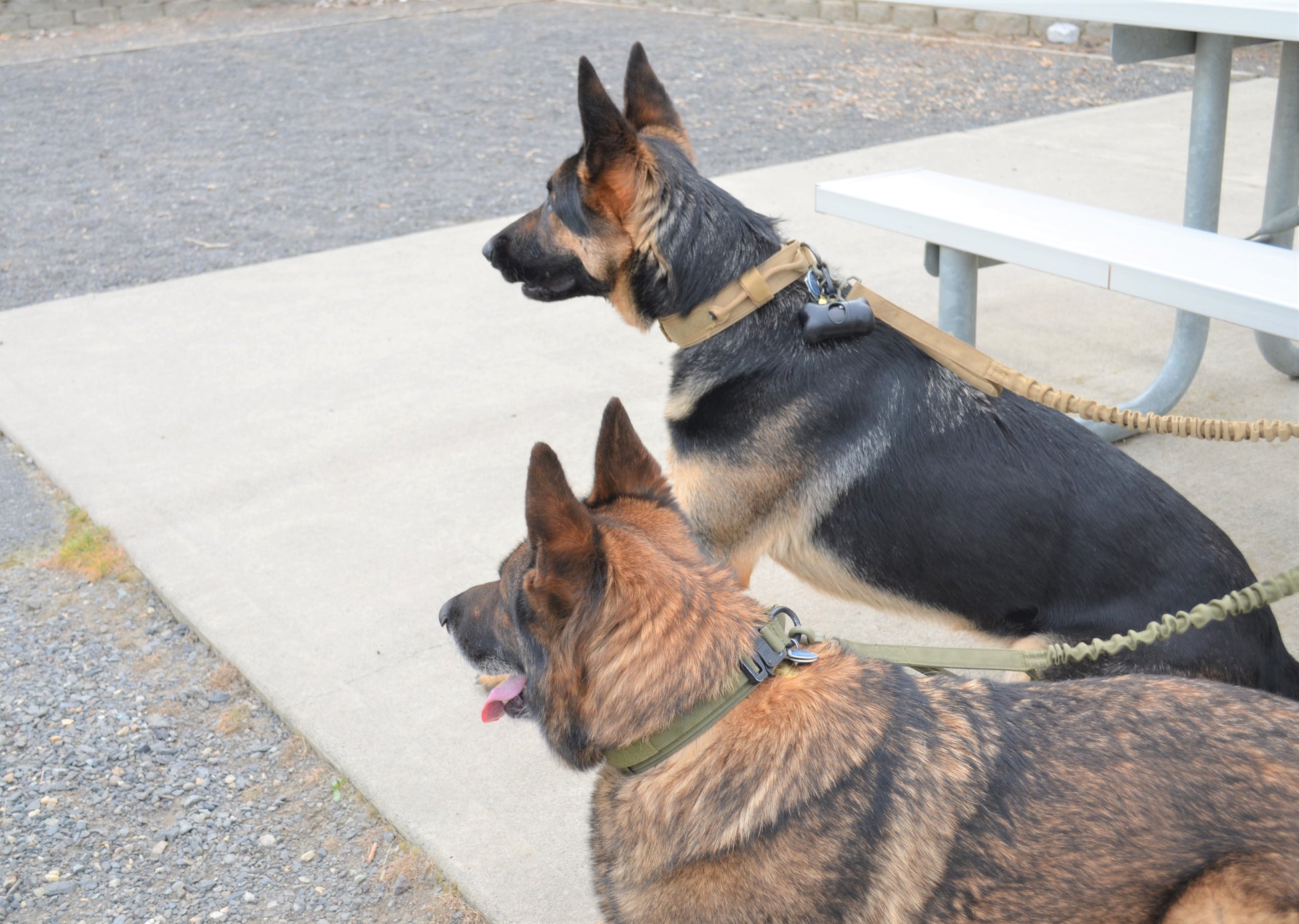 Durable dog leash