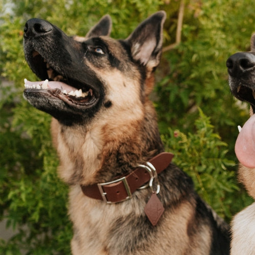 Dog ID tag collar