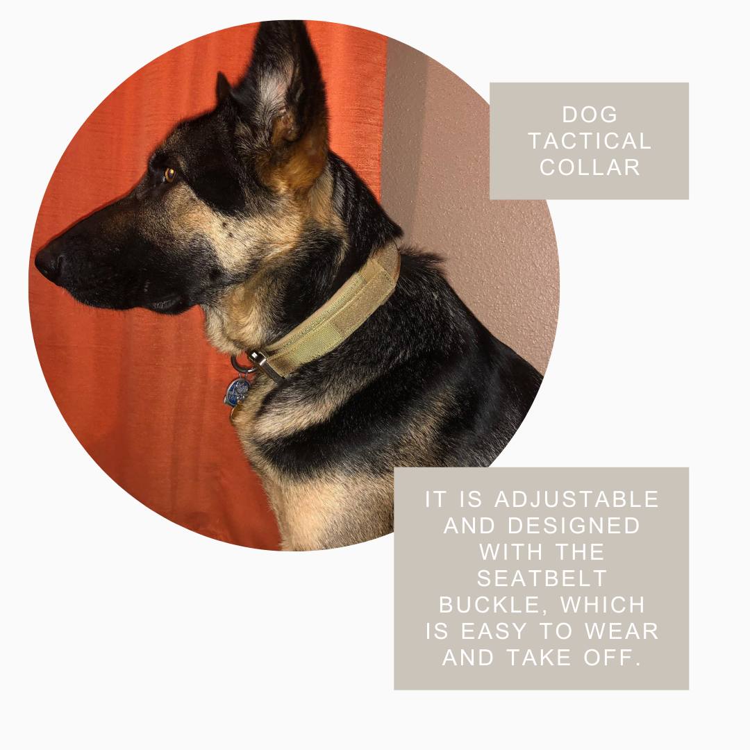 Quick-release dog collar