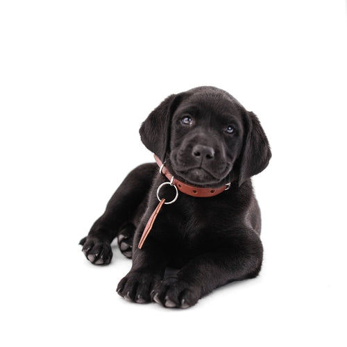 Custom dog collar
