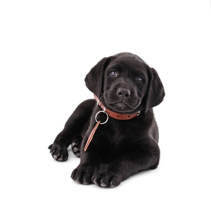 Custom dog collar