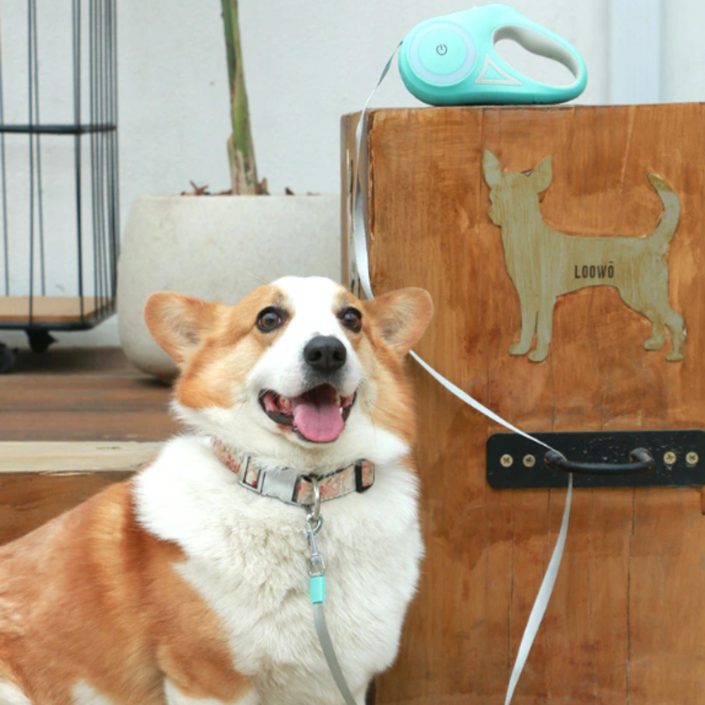 Pet safety leash