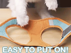 no-pull cat harness