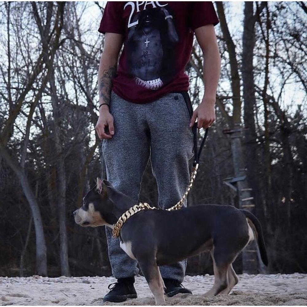 14K gold plated pet leash